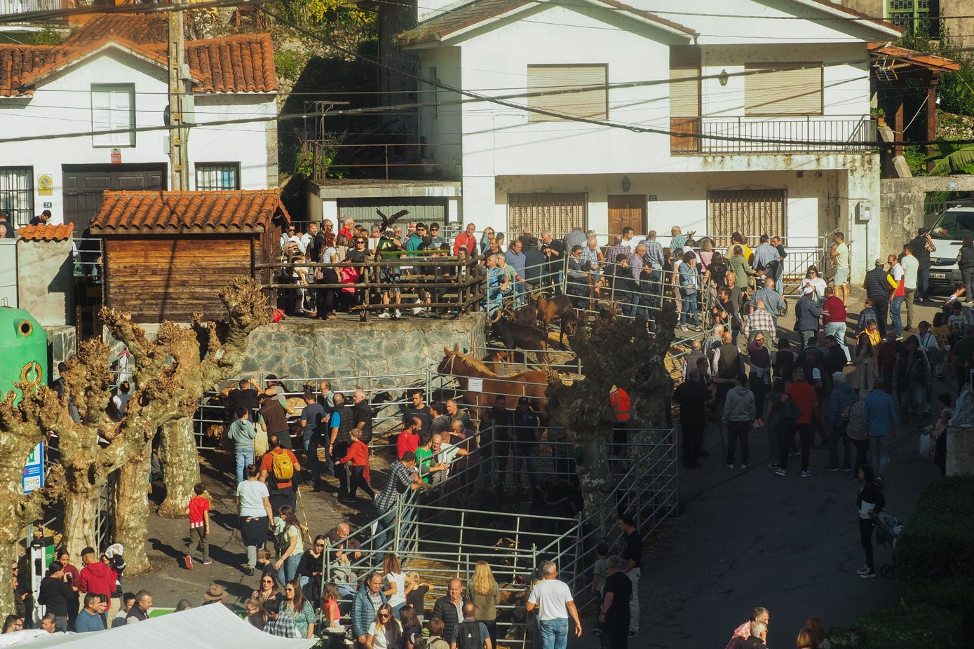 La feria también incluyó ejemplares de ganado ovino, asnal, equino y vacuno.