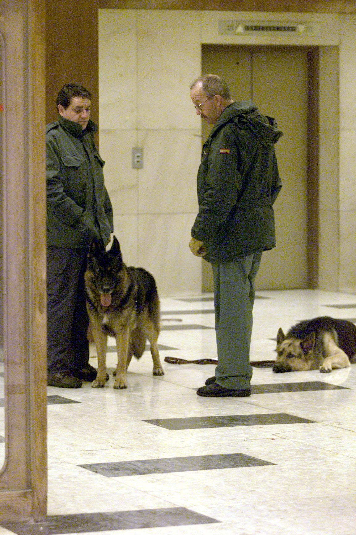 Perros de las unidades caninas de las Fuerzas de Seguridad colaboraron en las tareas de rescate para localizar personas atrapadas entre los escombros.