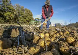 Las patatas del productor Pedro Gómez.