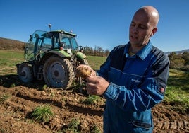 Juan Bautista Ruiz, productor en el municipio, enseña una de las patatas cultivadas