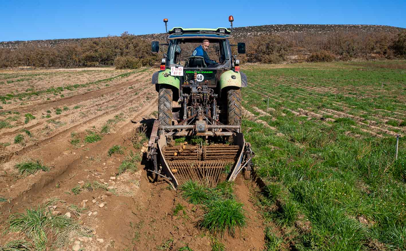 Las condiciones del terreno no ayudan a sacar a la superficie los tubérculos.