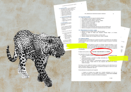 ¿Se pudo haber evitado la muerte del leopardo persa de Cabárceno?