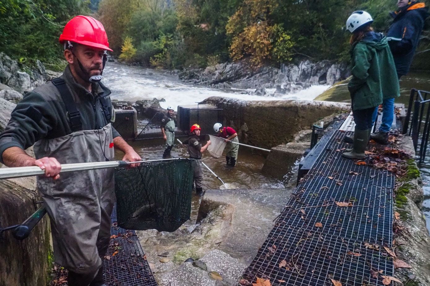 El río Pas fue de nuevo el más salmonero hasta junio con 25 capturas, seguido del Asón (once) y del Nansa (diez). En último lugar, el Deva, con únicamente dos ejemplares. 