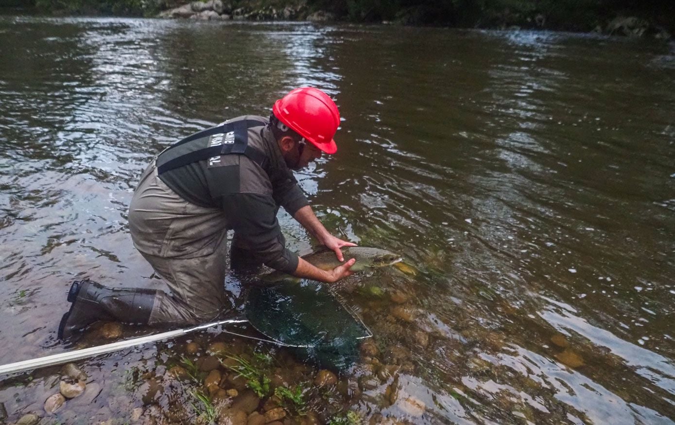 Los salmones han comenzado a remontar el Pas este otoño muy pronto. Habitualmente, se empezaban a dejar ver entre mediados y finales de mes.