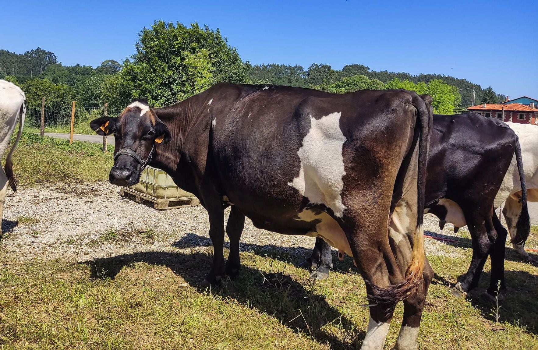 Imagen principal - Rescatan a cinco vacas famélicas en Sarón, las alimentan tres años y el juez obliga ahora a devolverlas al dueño