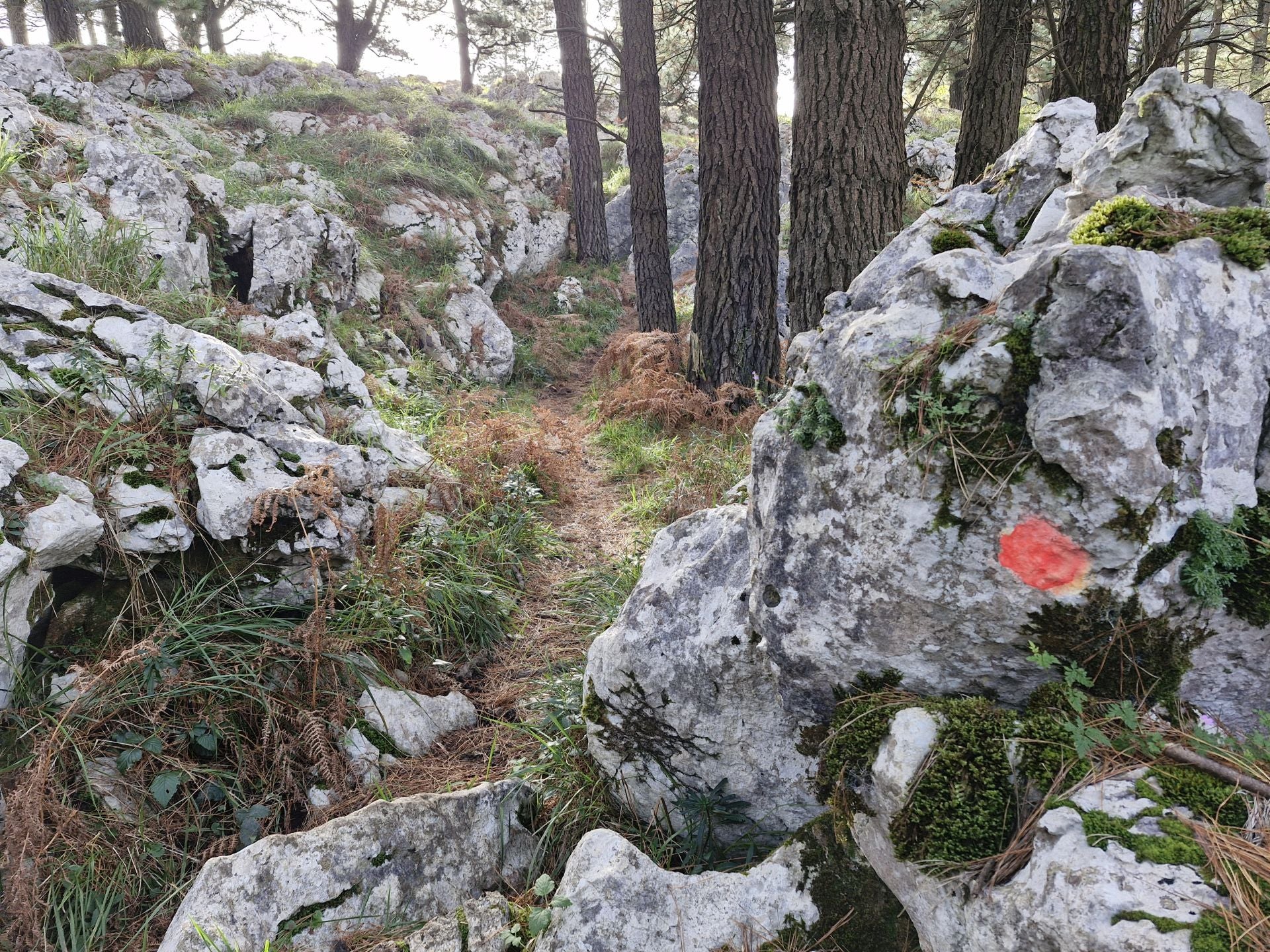 En un pequeño bosque de pinos, algunas marcas, en las rocas y en los propios árboles, indican el camino a seguir