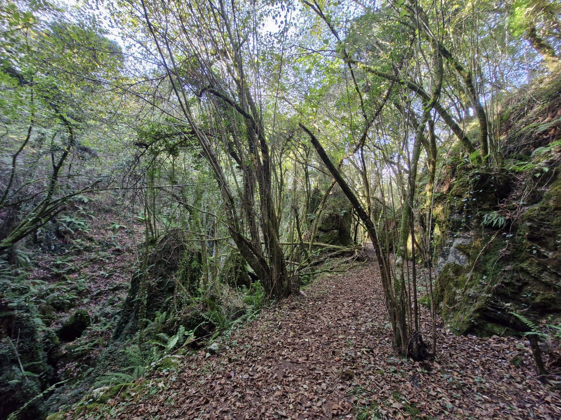 Después de un tramo más abierto, el descenso se sumerge dentro del bosque.