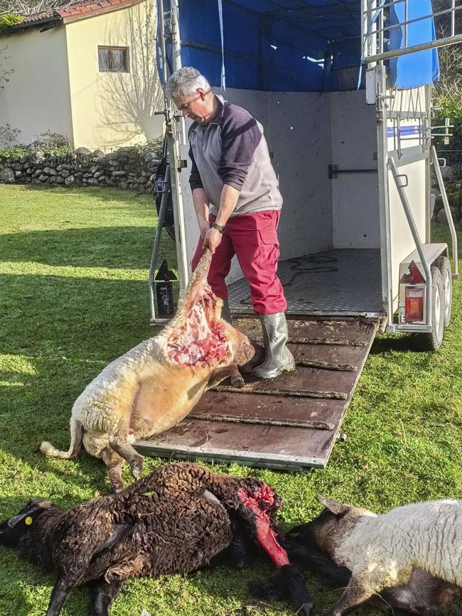 José Luis Fernández retira los animales abatidos por el lobo.