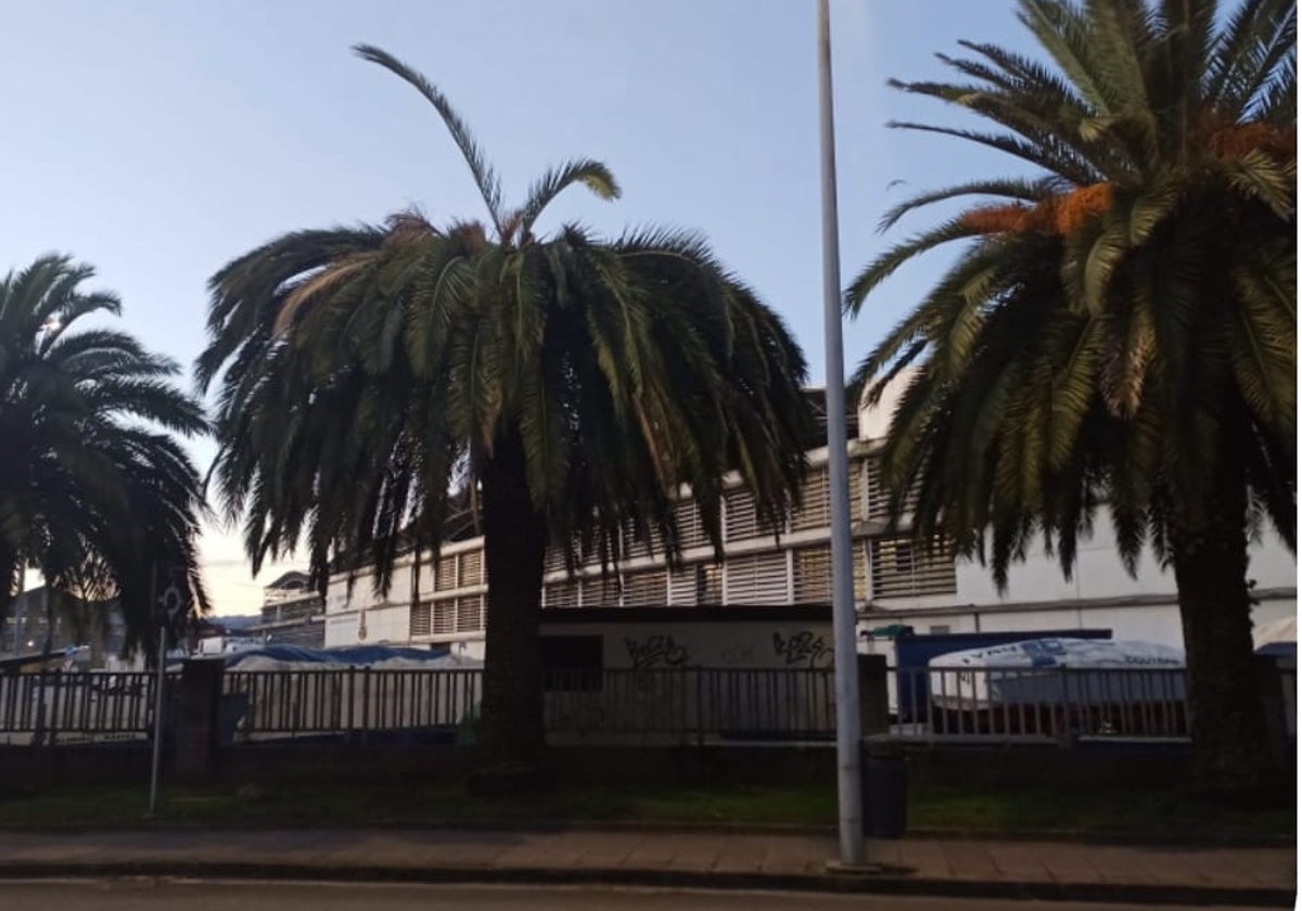 Palmeras afectadas por la placa del picudo rojo en Santoña.