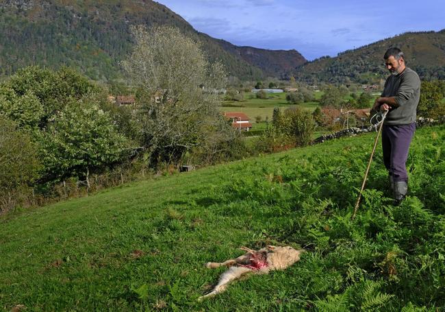 Manuel Herrero observa uno de los «destrozos» realizados por el lobo.