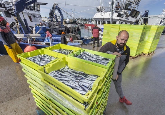 Descarga de bocarte en el puerto pesquero de Santoña.