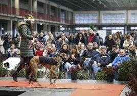 Uno de los perros participantes desfila por la pasarela, este domingo, en la Feria de Adopción Responsable de Torrelavega.