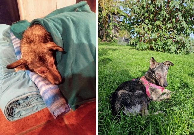 A la izquierda, Jana tras la operación. A la derecha, en casa de Mercedes, donde ha encontrado un hogar, temporalmente, donde es feliz.