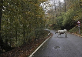 Una vaca cruza la carretera en Los Tojos.