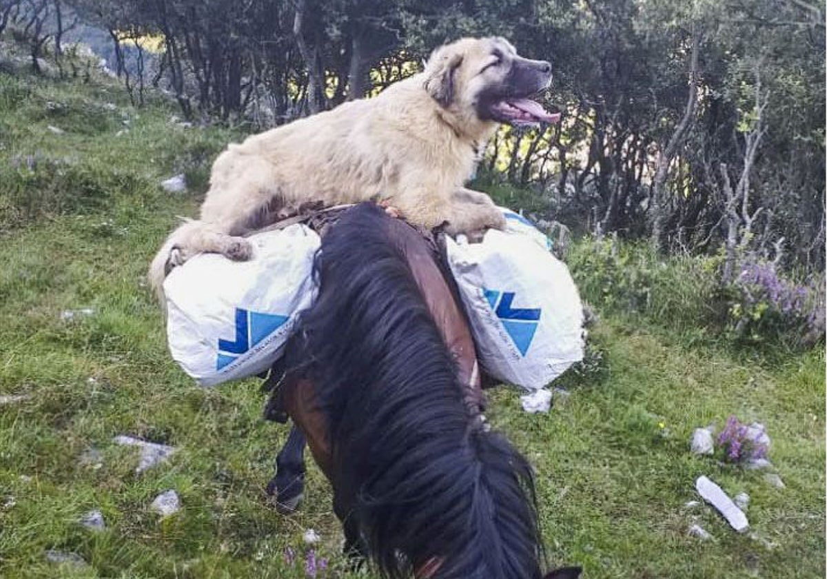 Imagen del mastín que reclamaba el ganadero.