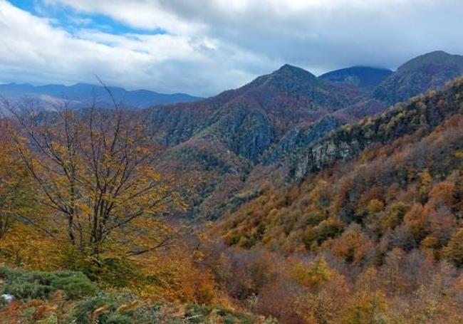 Tramos de largos y tupidos bosques en el camino hasta la cumbre