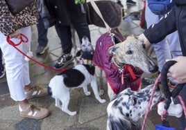 Un galgo y un setter se saludan en la quedada de El Astillero