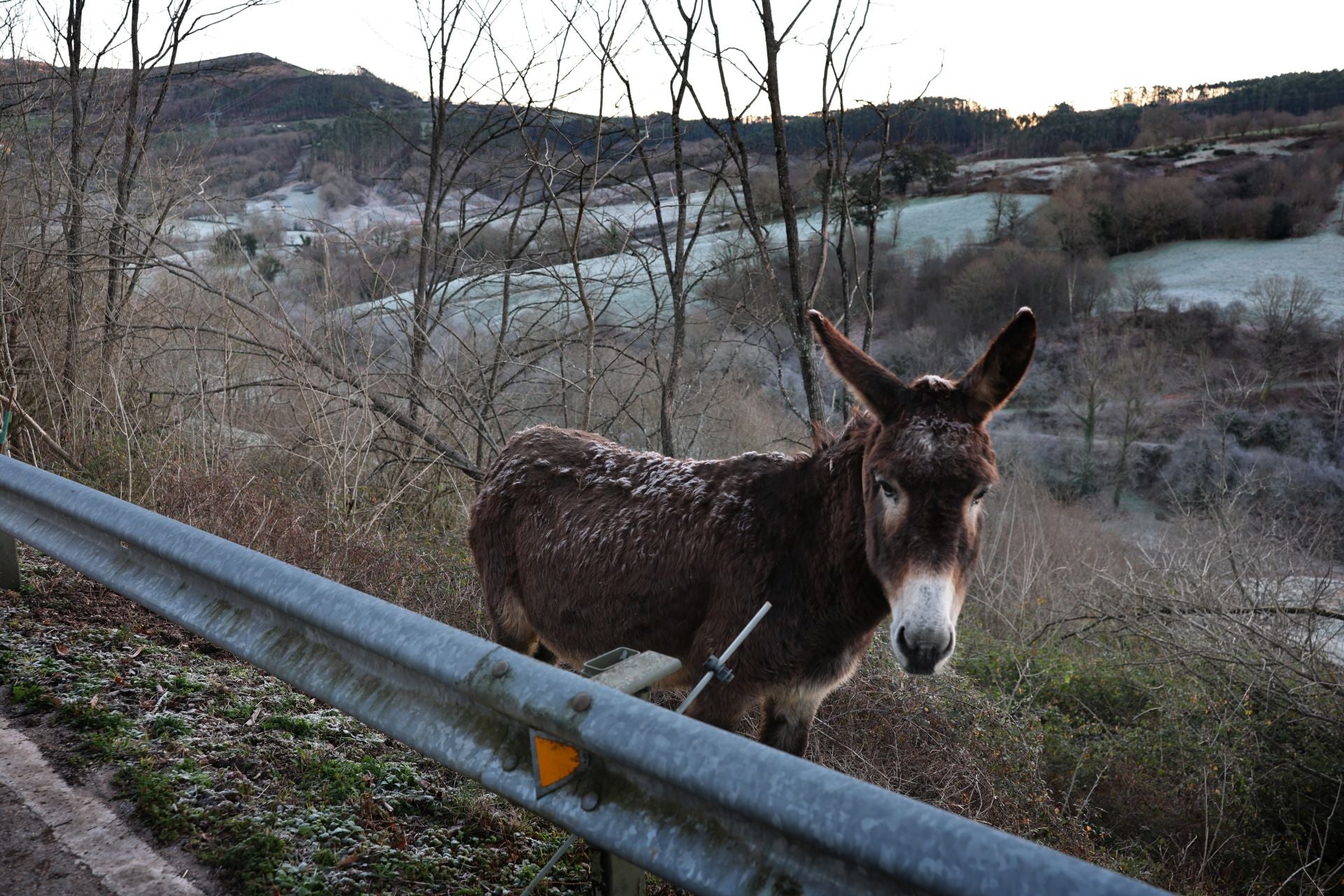 Un burro, con helada en su cuerpo por el frío debido a las bajas temperaturas en Udías.