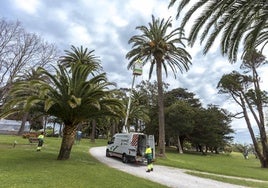 Tratamiento antipicudos en el Parque de Mataleñas en 2023.