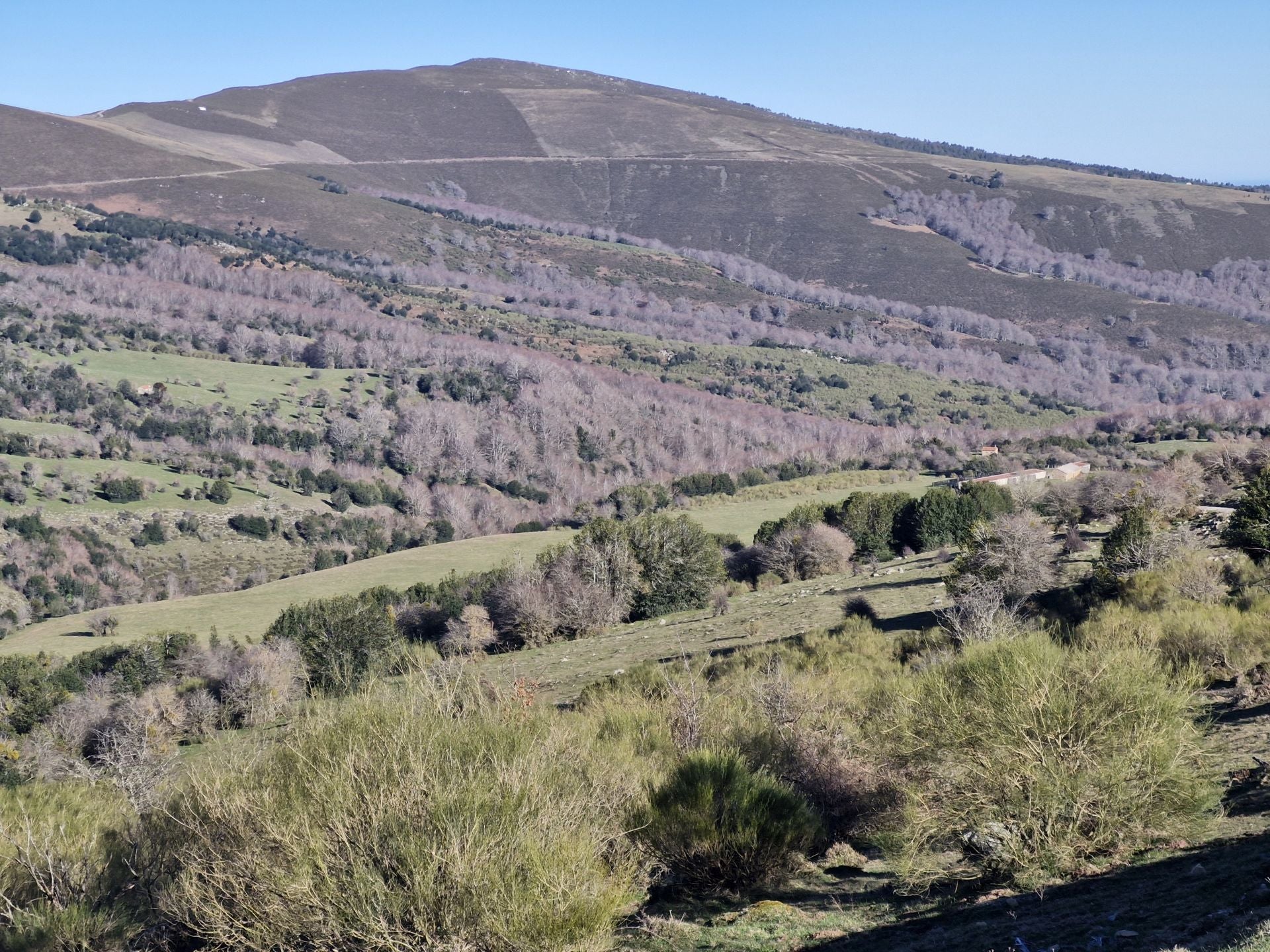 Una suave vaguada, con árboles y vegetación de montaña, es un lugar que permite, con algo de suerte, ver algún animal salvaje.