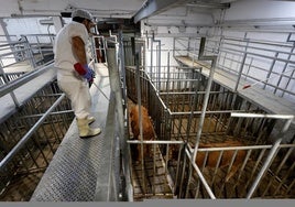 Un operario conduce una res en el matadero comarcal de Barreda.