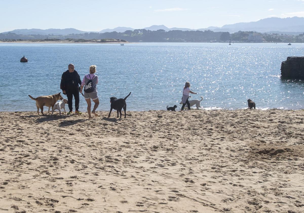 Perros y sus dueños en el arenal que se ha formado en Gamazo.