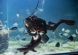 Un buzo alimenta a mano a los diferentes ejemplares de especies autóctonas del Mar Cantábrico que habitan en el gran tanque del Museo Marítimo.