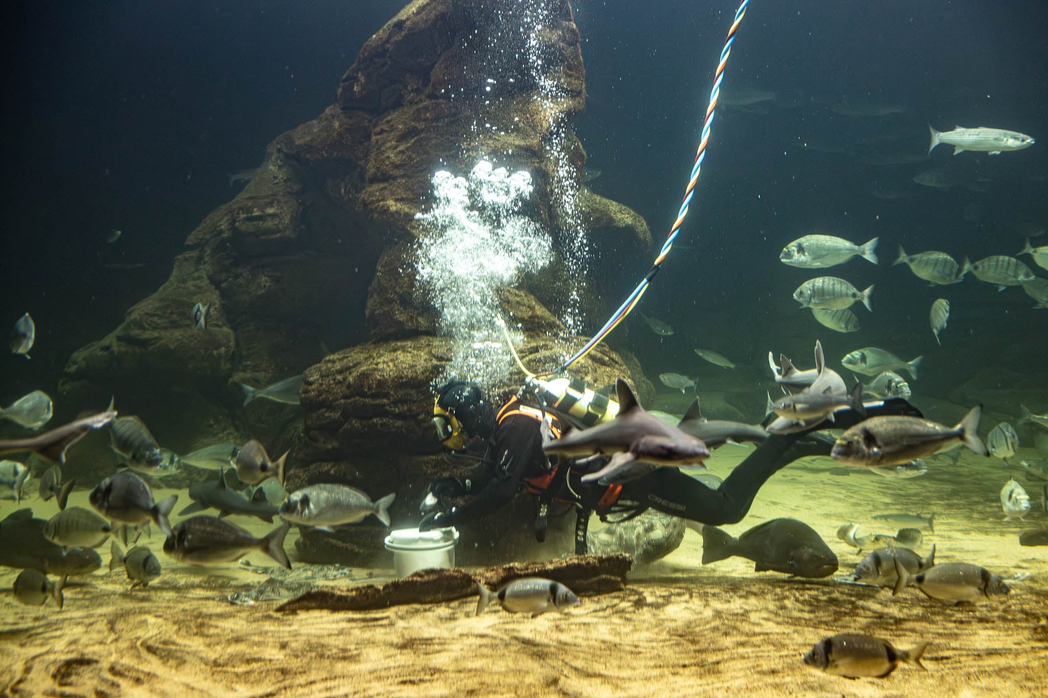 Es martes por la mañana, uno de los tres días a la semana en que un buzo se introduce en el gran tanque del Museo Marítimo del Cantábrico para alimentar a los peces a mano.