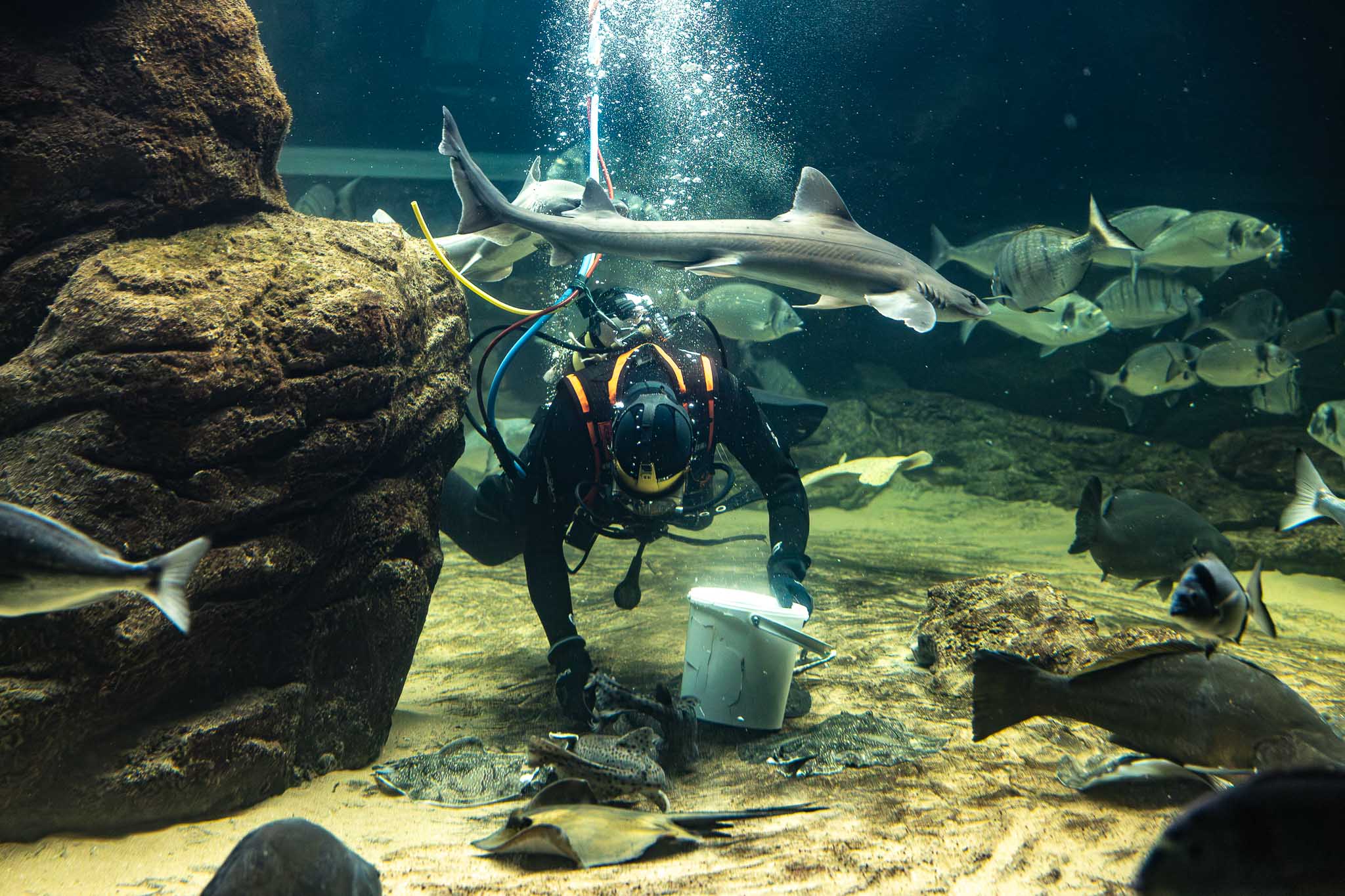 Un buzo alimenta a mano a los diferentes ejemplares de especies autóctonas del Mar Cantábrico que habitan en el gran tanque del Museo Marítimo .