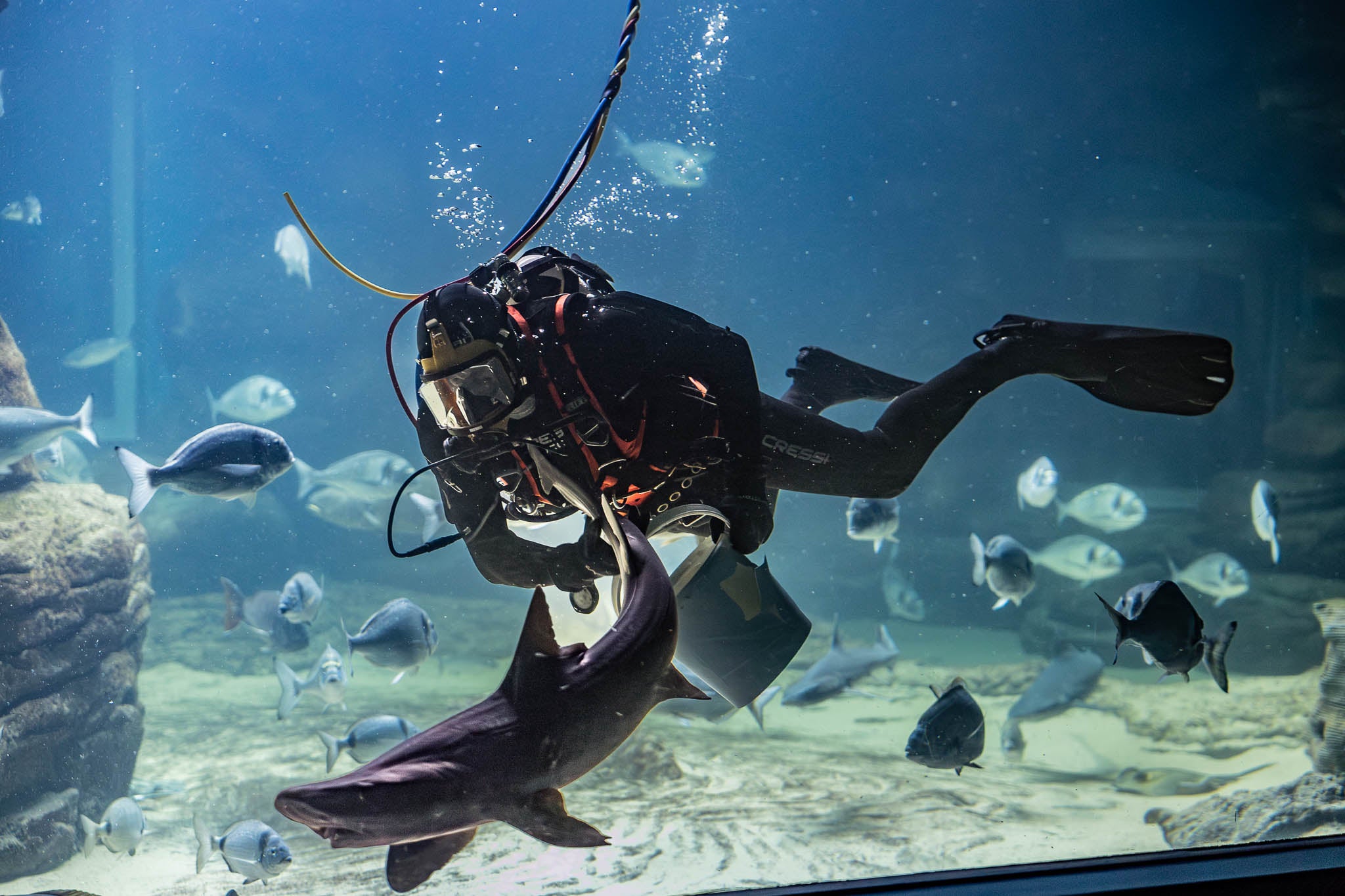 Con uno de los tiburones.