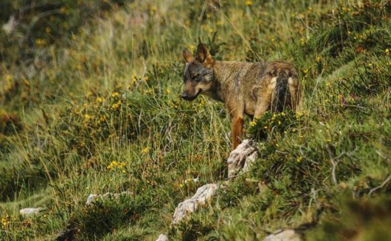 Preocupación en Valdeolea por reiterados ataques de lobo al ganado y también de oso