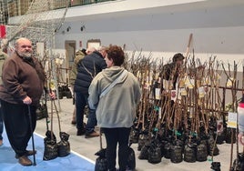 Varios vecinos reciben los árboles frutales en Marina de Cudeyo.