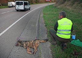 Atropellado un lobo en la carretera entre Comillas y Cabezón