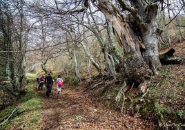 La ruta discurre entre senderos y pistas forestales.