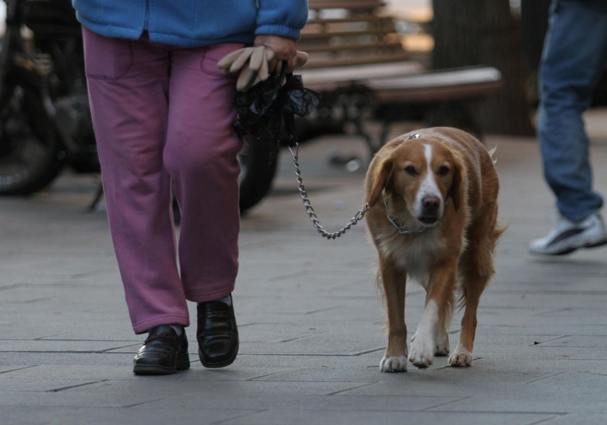 Un perro pasea atado por la calle.