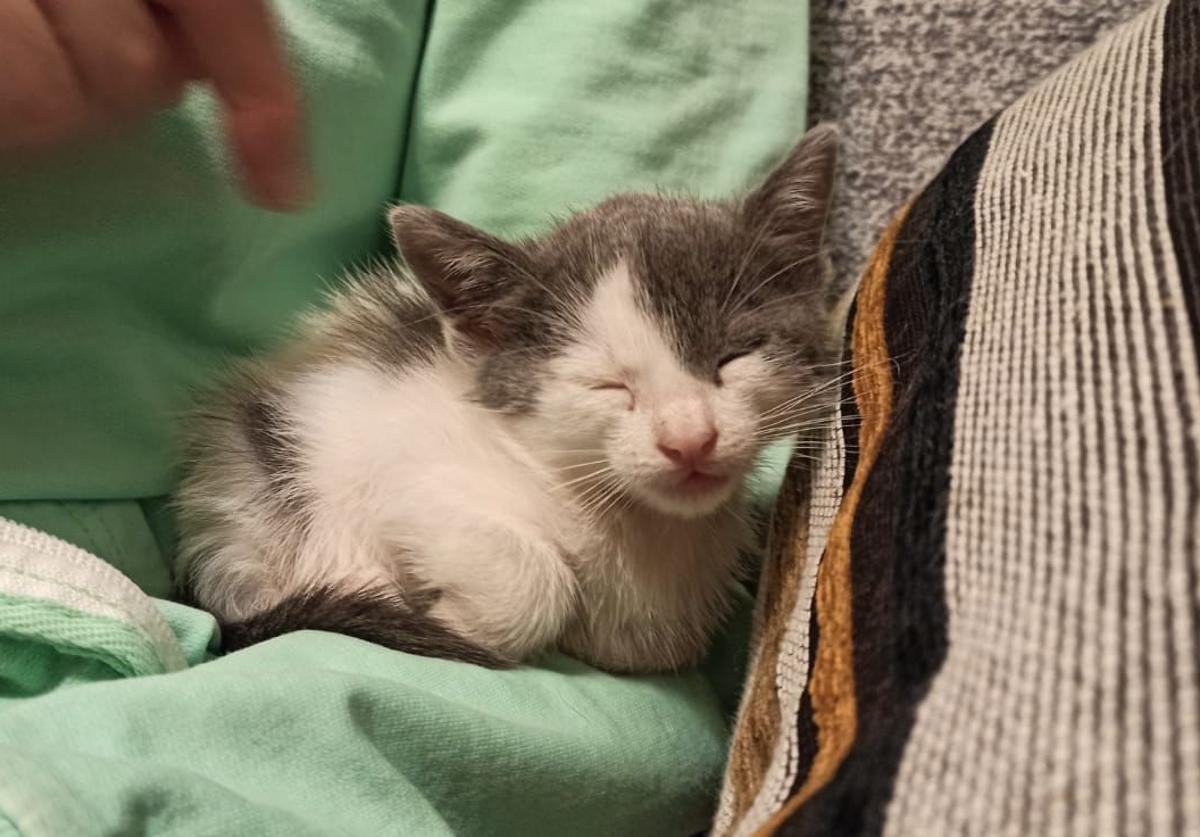 Un gatito recogido de una colonia callejera.