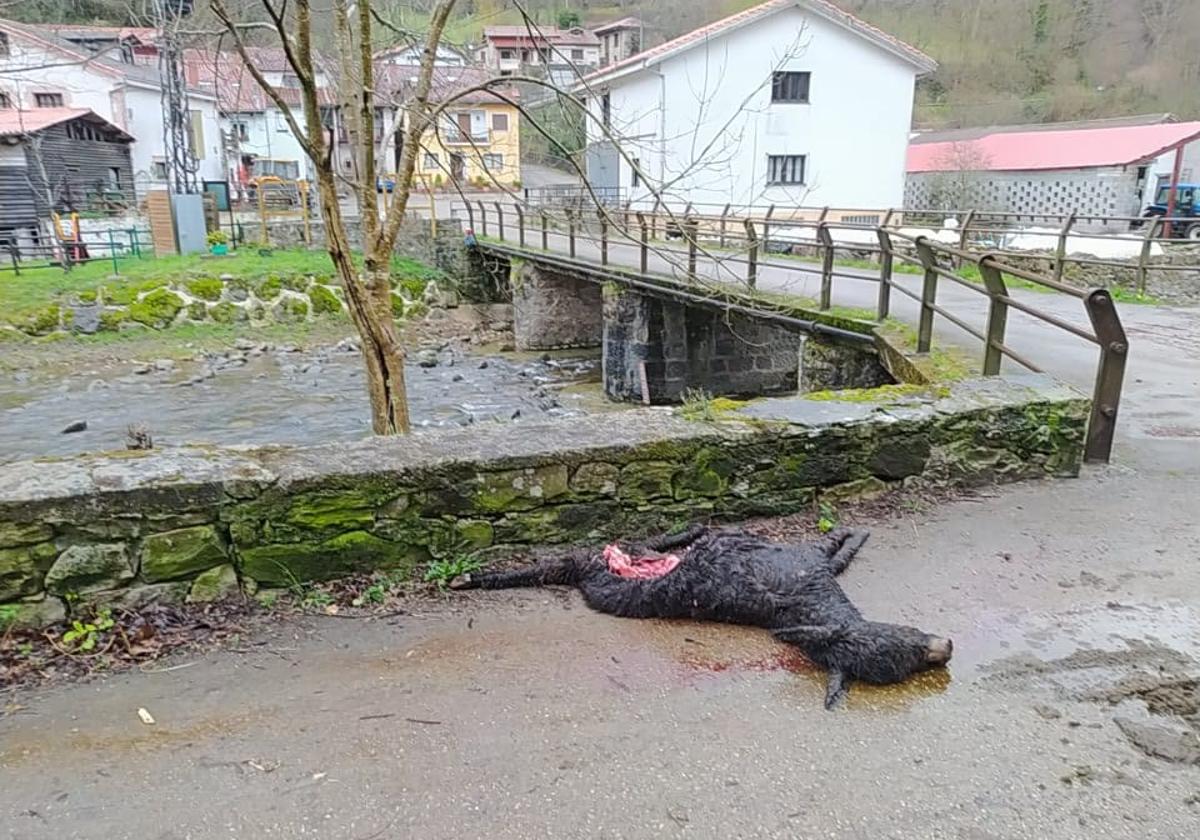 El ataque se produjo en mitad del pueblo Saja, en el municipio de Los Tojos, junto al puente que cruza el río.