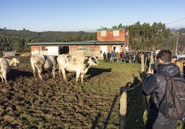 Imagen del pasado 15 enero cuando el Seprona no pudo llevarse las vacas para entregárselas a su dueño.