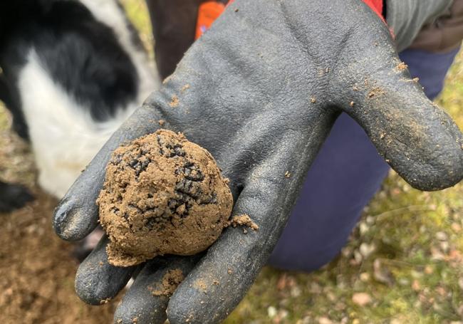 Trufa de invierno recién extraída del suelo.