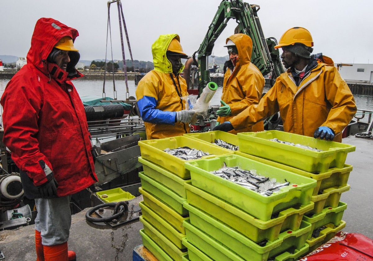 Descarga de bocartes en el puerto de Santoña.