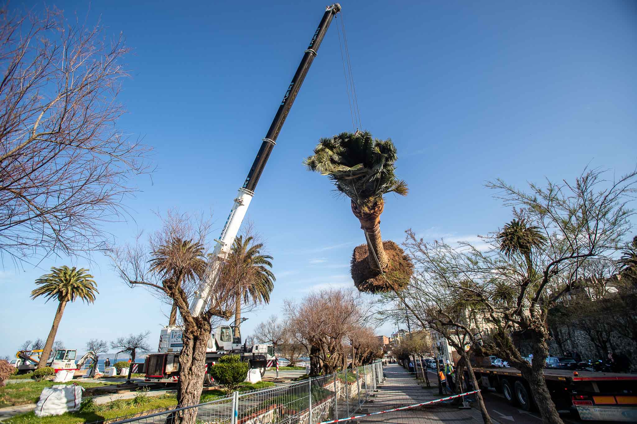 Así ha sido la extracción y el traslado de las palmeras