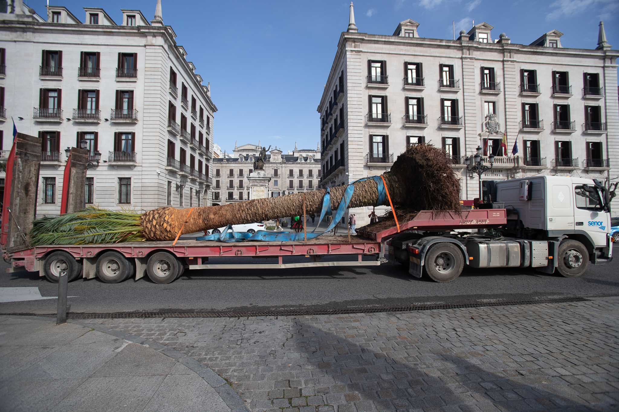 Además de estas dos palmeras, a partir del jueves se procederá al trasplante de tarays procedentes del complejo municipal Ruth Beitia con destino a los jardines de El Sardinero