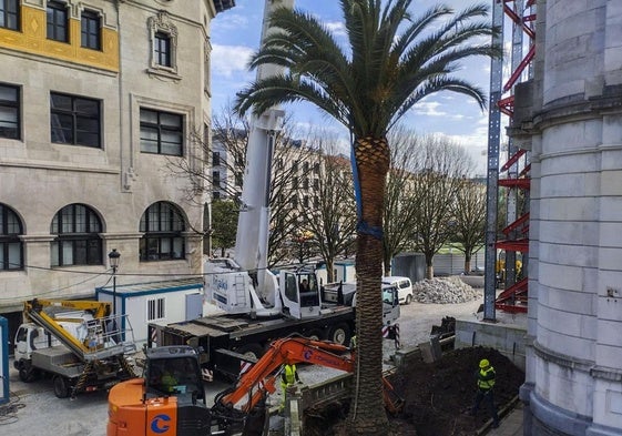 Trabajos de extracción de una de las palmeras que estaban junto al Banco de España.