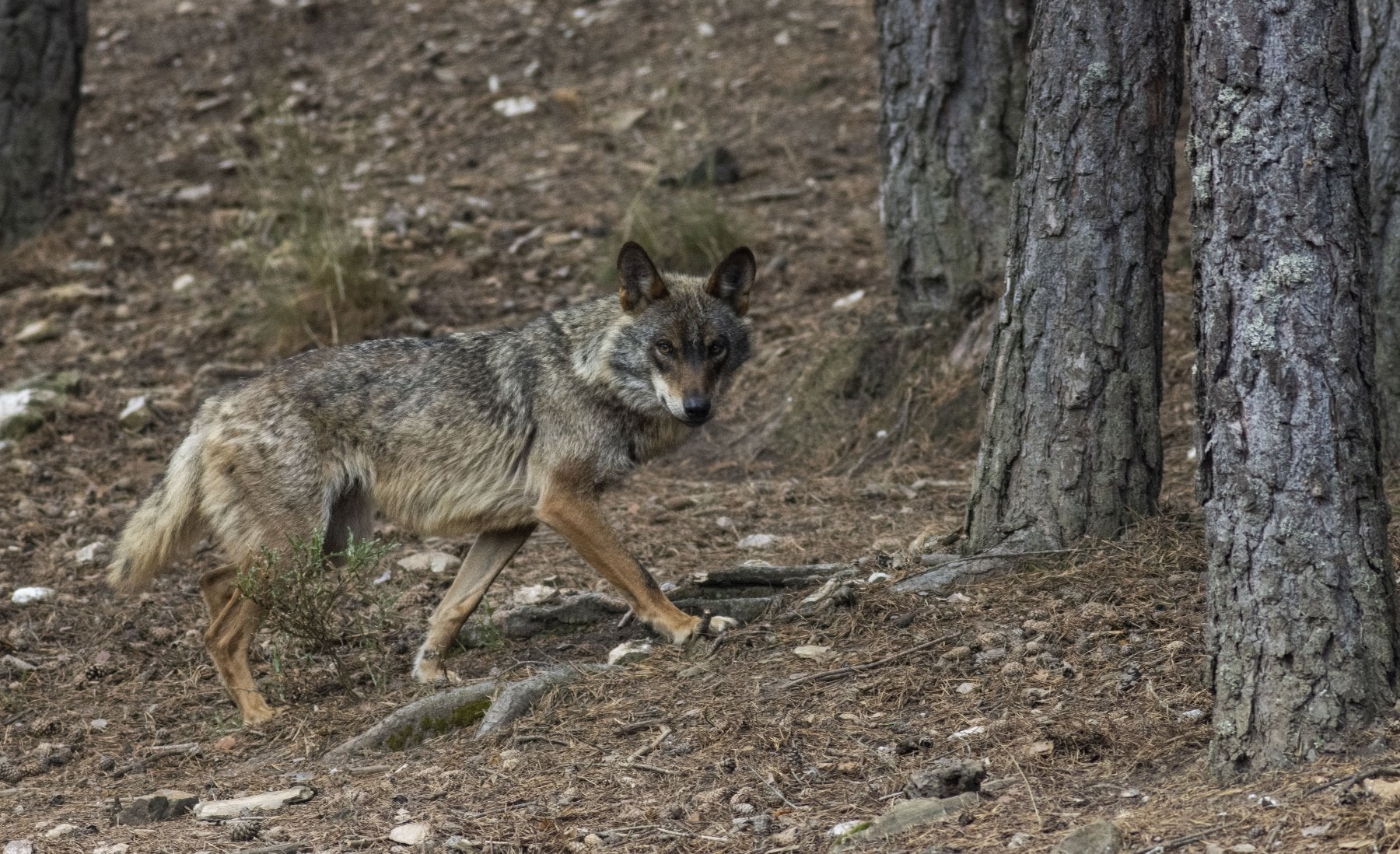 Imagen de un lobo en el parque de Sanabria.