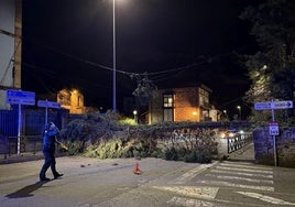 El viento derriba un árbol en Cabezón de la Sal sobre la N-634