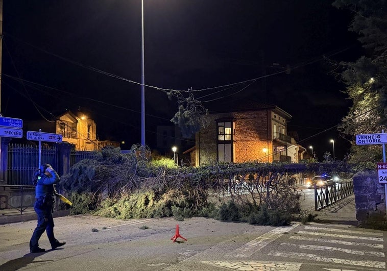 El viento derriba un árbol en Cabezón de la Sal sobre la N-634