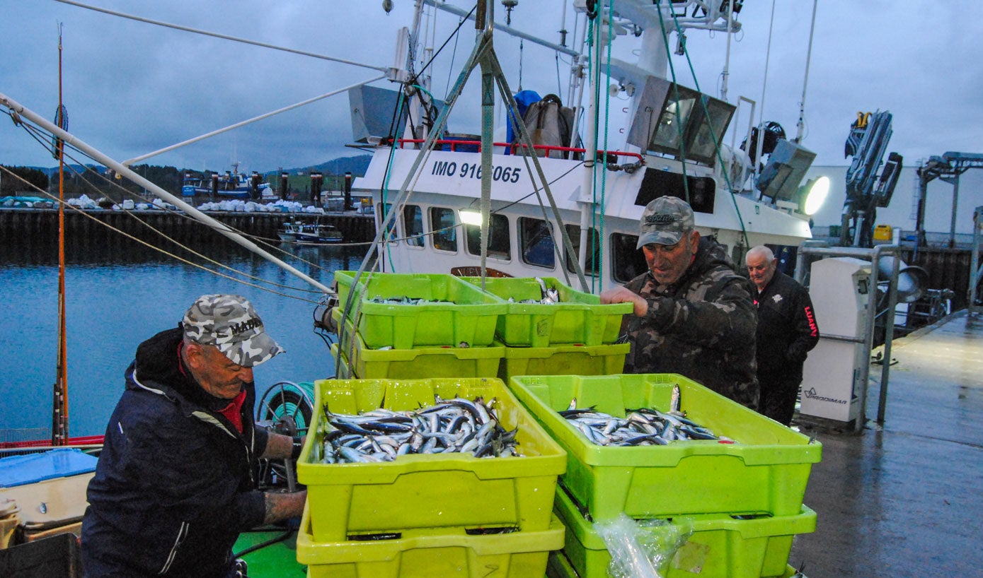 En Santoña, la embarcación Nuevo Libe pescó 10.000 kilos de bocarte.