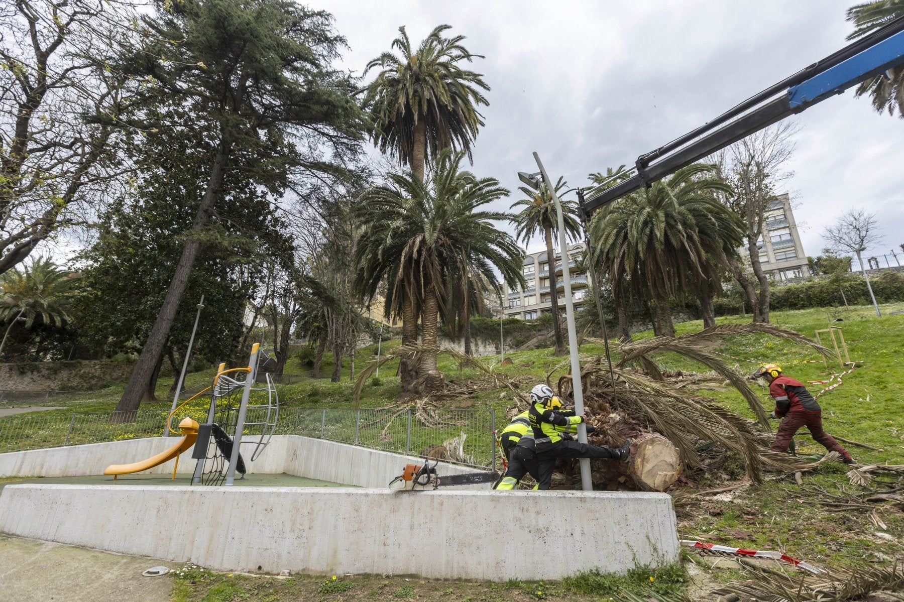 Trabajadores del servicio de Parques y Jardines, ayer, tirando abajo una de las palmeras del parque de Menéndez Pelayo, en Santander.