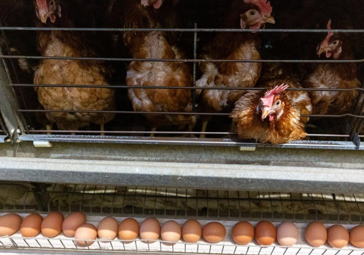 Comprar huevos en Cantabria, más caro que nunca