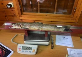 Ejemplar que fue pescado por Sergio Rasilla en el río Asón.